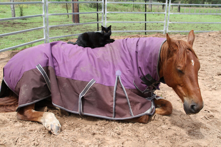 My Cat And Horse Have Been Best Friends For The Last 7 Years, Here Are 22 Pics Of Them My Cat And Horse Have Been Best Friends For The Last 7 Years, Here Are 22 Pics Of Them