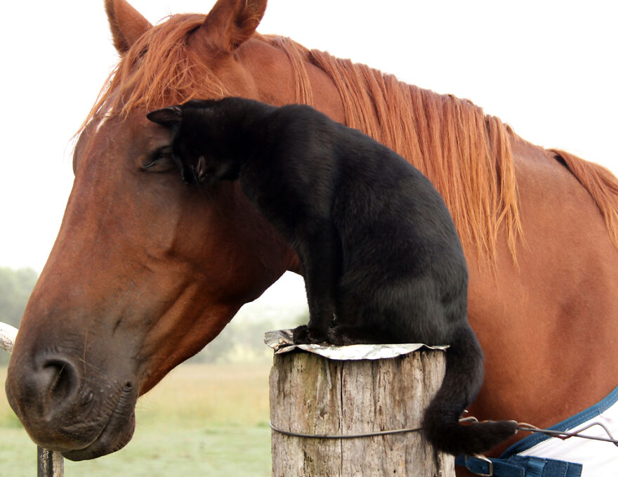 My Cat And Horse Have Been Best Friends For The Last 7 Years, Here Are 22 Pics Of Them My Cat And Horse Have Been Best Friends For The Last 7 Years, Here Are 22 Pics Of Them