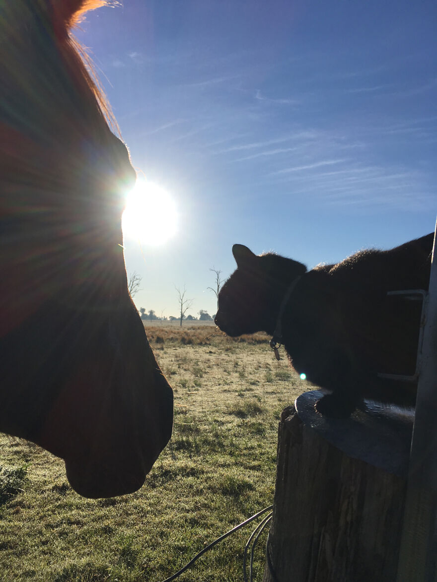 My Cat And Horse Have Been Best Friends For The Last 7 Years, Here Are 22 Pics Of Them My Cat And Horse Have Been Best Friends For The Last 7 Years, Here Are 22 Pics Of Them
