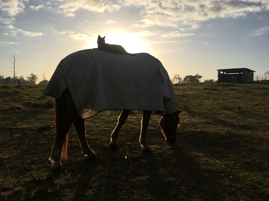 My Cat And Horse Have Been Best Friends For The Last 7 Years, Here Are 22 Pics Of Them My Cat And Horse Have Been Best Friends For The Last 7 Years, Here Are 22 Pics Of Them