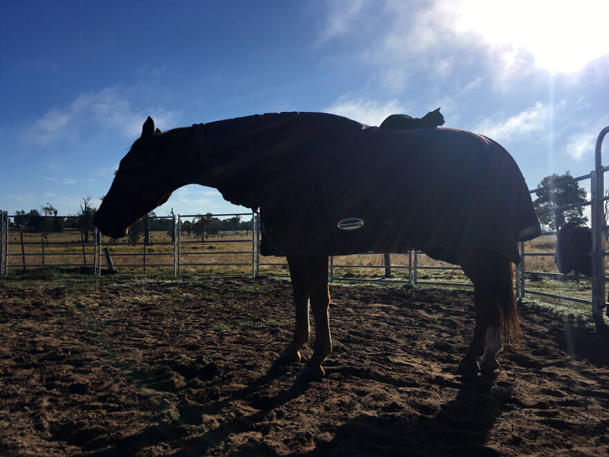 My Cat And Horse Have Been Best Friends For The Last 7 Years, Here Are 22 Pics Of Them My Cat And Horse Have Been Best Friends For The Last 7 Years, Here Are 22 Pics Of Them