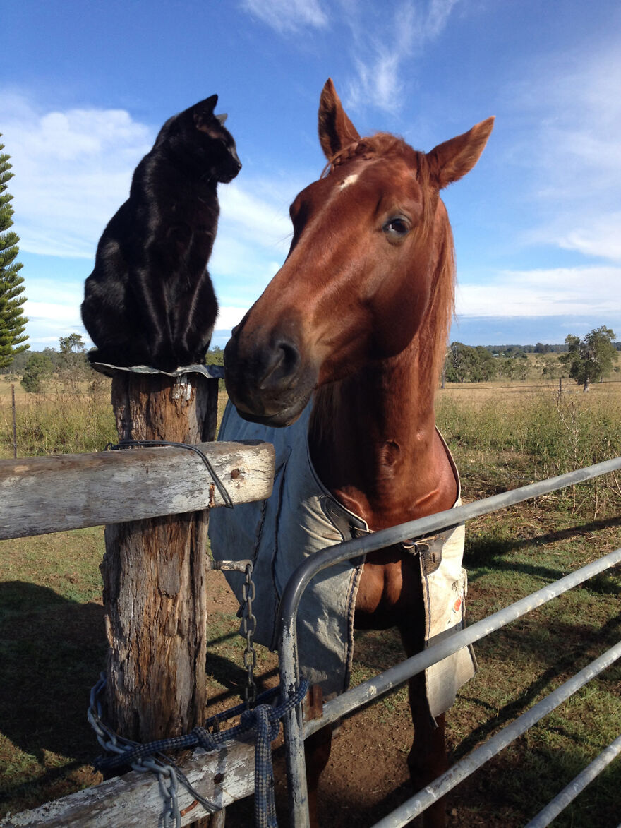 My Cat And Horse Have Been Best Friends For The Last 7 Years, Here Are 22 Pics Of Them My Cat And Horse Have Been Best Friends For The Last 7 Years, Here Are 22 Pics Of Them