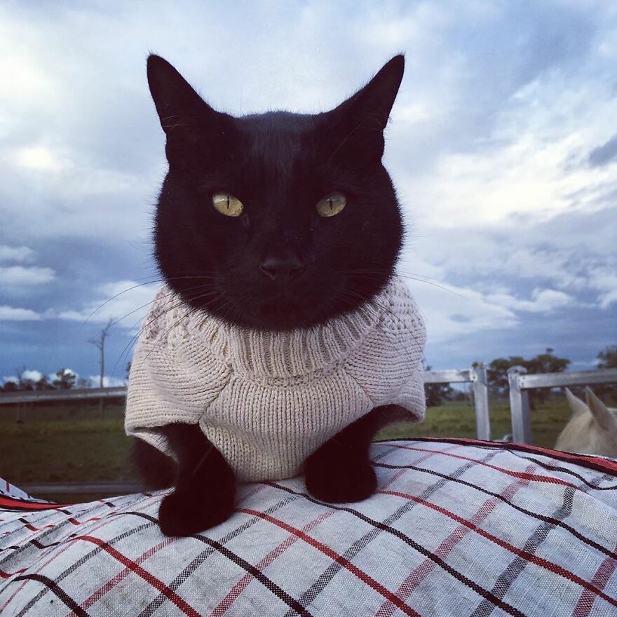 My Cat And Horse Have Been Best Friends For The Last 7 Years, Here Are 22 Pics Of Them My Cat And Horse Have Been Best Friends For The Last 7 Years, Here Are 22 Pics Of Them