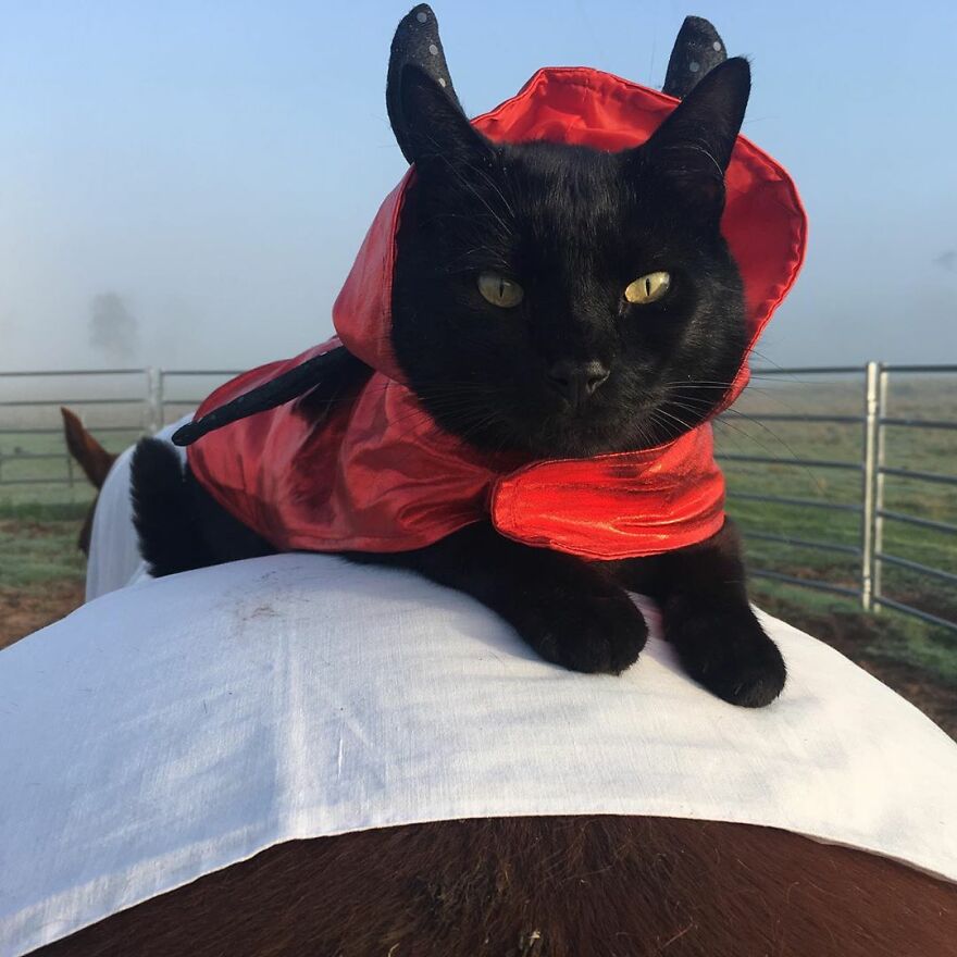 My Cat And Horse Have Been Best Friends For The Last 7 Years, Here Are 22 Pics Of Them My Cat And Horse Have Been Best Friends For The Last 7 Years, Here Are 22 Pics Of Them