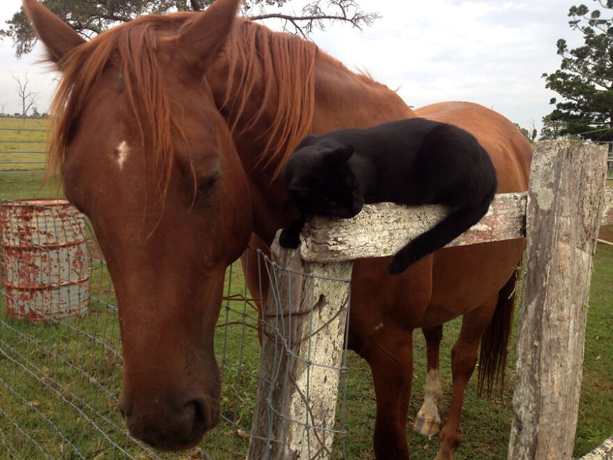 My Cat And Horse Have Been Best Friends For The Last 7 Years, Here Are 22 Pics Of Them My Cat And Horse Have Been Best Friends For The Last 7 Years, Here Are 22 Pics Of Them