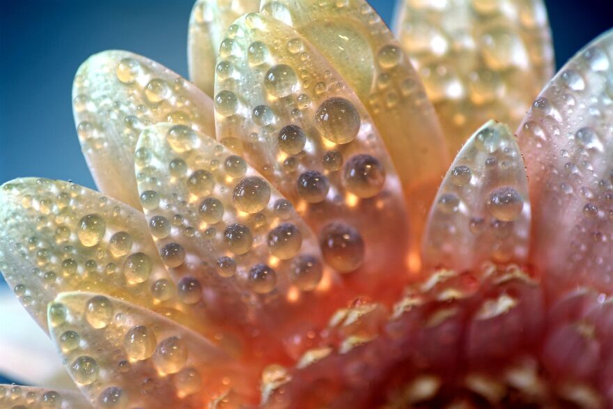 My Very First Macro Photo