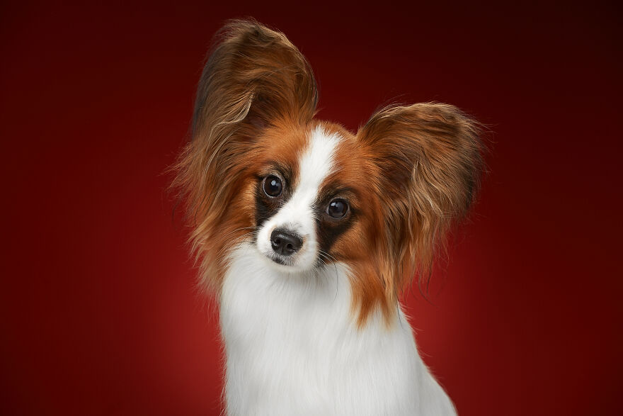 What If Dogs Had Their Own Oscar? Choose Your Favourite Nominee.