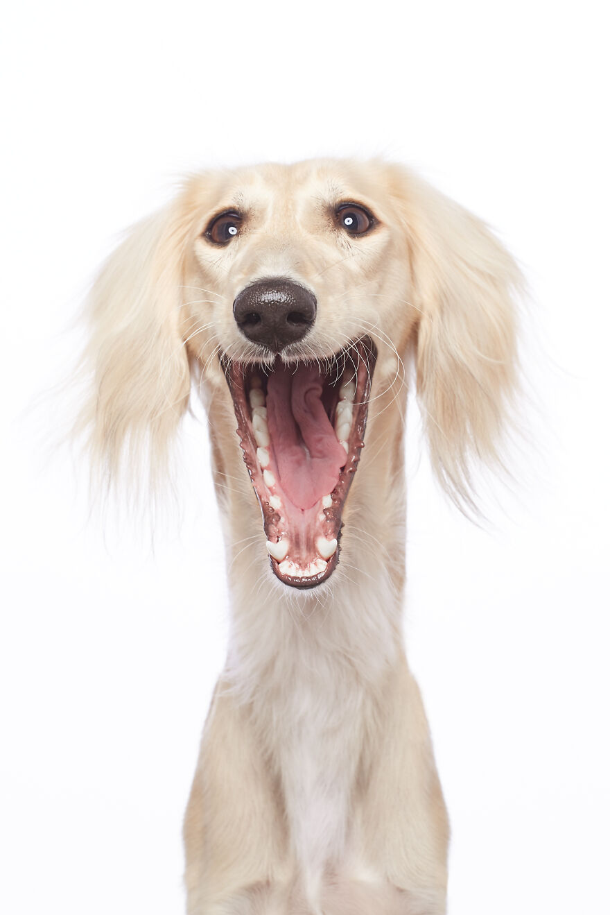 What If Dogs Had Their Own Oscar? Choose Your Favourite Nominee.