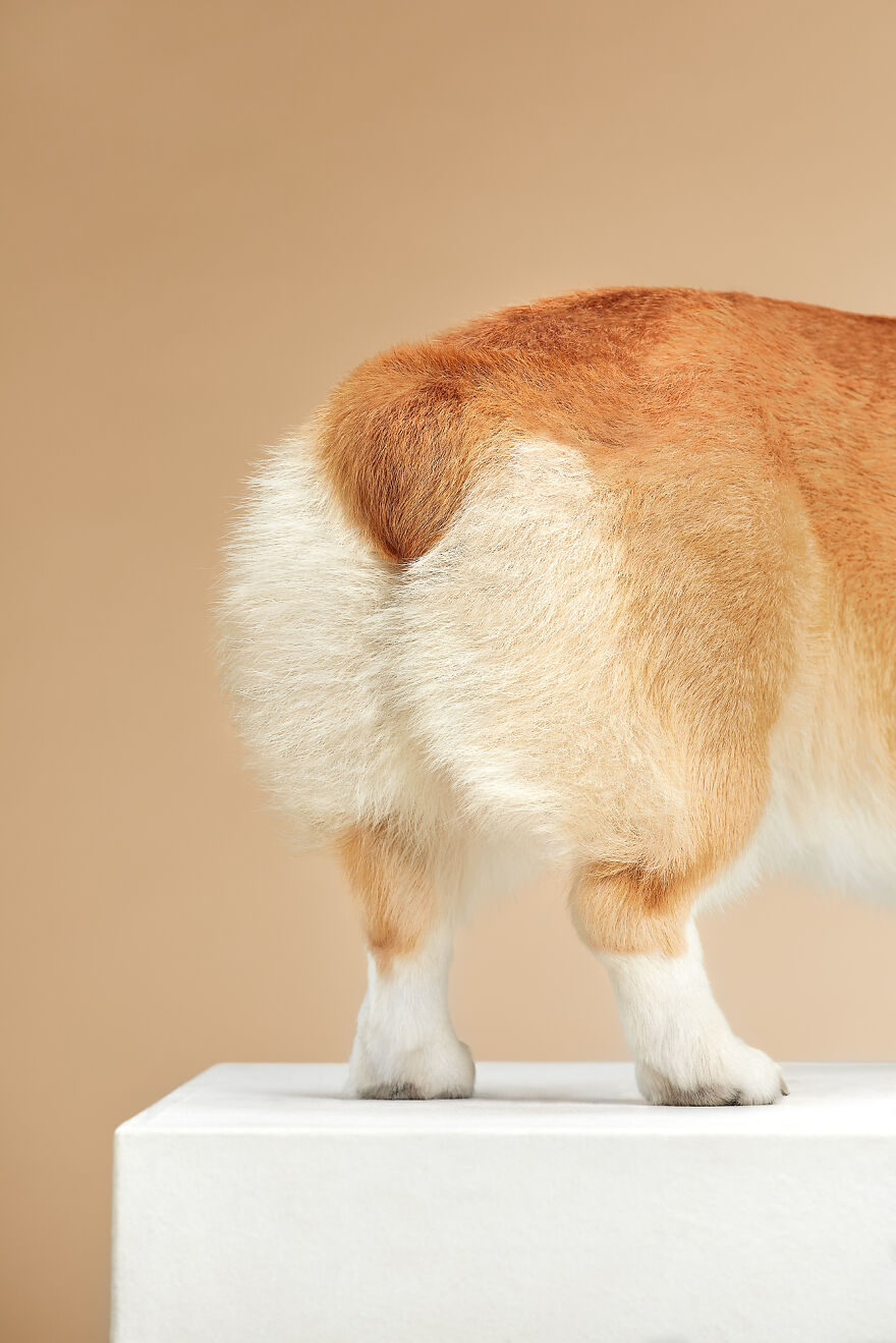 What If Dogs Had Their Own Oscar? Choose Your Favourite Nominee. What If Dogs Had Their Own Oscar? Choose Your Favourite Nominee.