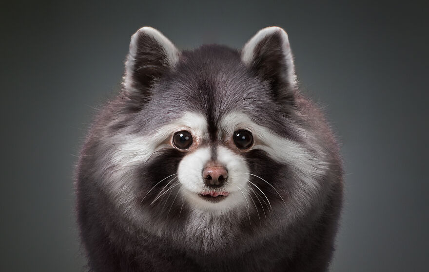 What If Dogs Had Their Own Oscar? Choose Your Favourite Nominee. What If Dogs Had Their Own Oscar? Choose Your Favourite Nominee.