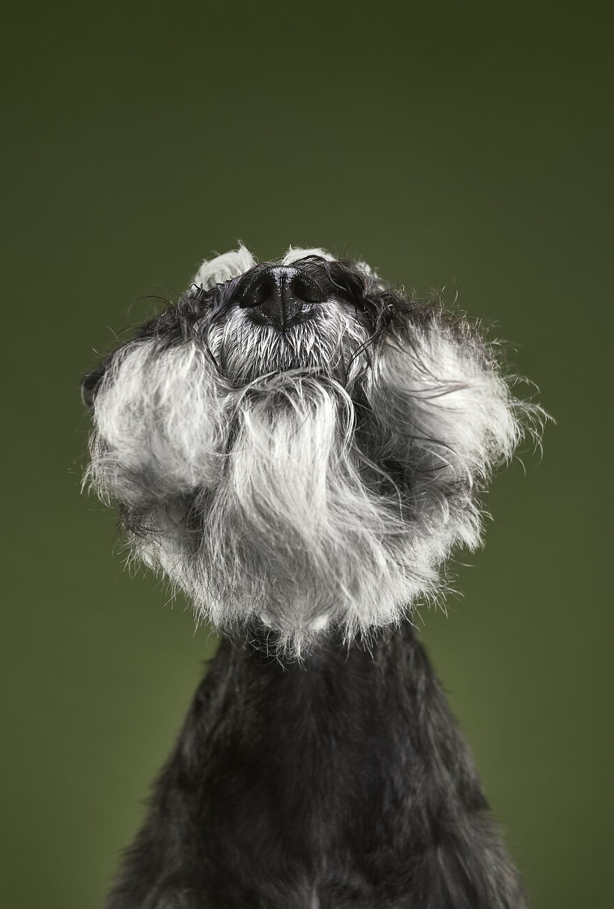 What If Dogs Had Their Own Oscar? Choose Your Favourite Nominee.