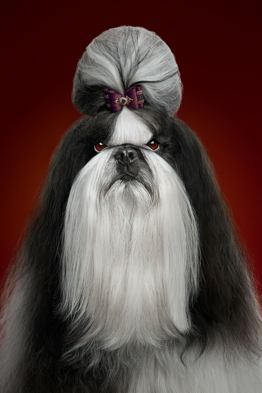 What If Dogs Had Their Own Oscar? Choose Your Favourite Nominee.