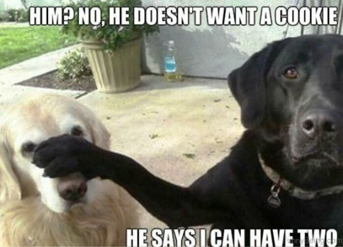 Two dogs in a funny meme, one black dog covers the face of a yellow dog about getting a cookie in a humorous moment.