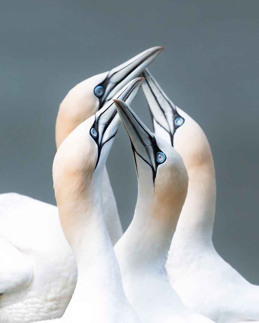 Northern Gannets