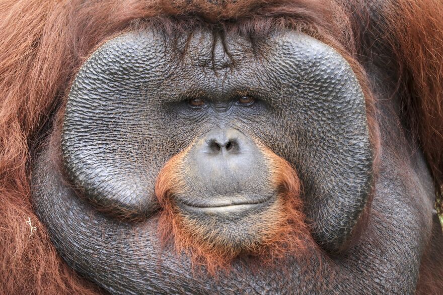Orangutan