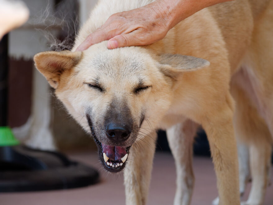 Vietnam's First Farm Sanctuary And Animal Rescue Helps All Kinds Of Animals Who Are Suffering From Cruelty And Neglect Vietnam's First Farm Sanctuary And Animal Rescue Helps All Kinds Of Animals Who Are Suffering From Cruelty And Neglect