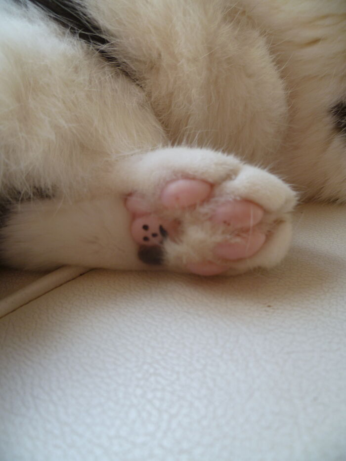 I Just Couldn't Resist