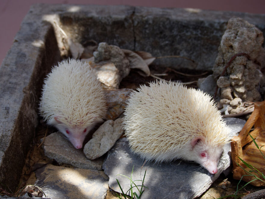 Vietnam's First Farm Sanctuary And Animal Rescue Helps All Kinds Of Animals Who Are Suffering From Cruelty And Neglect