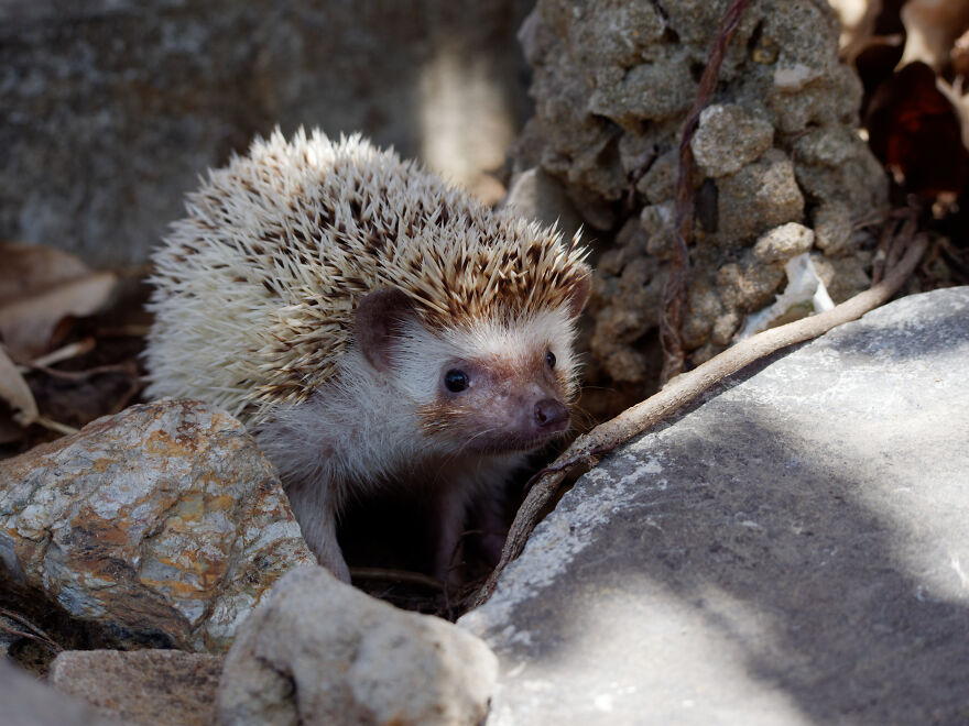 Vietnam's First Farm Sanctuary And Animal Rescue Helps All Kinds Of Animals Who Are Suffering From Cruelty And Neglect