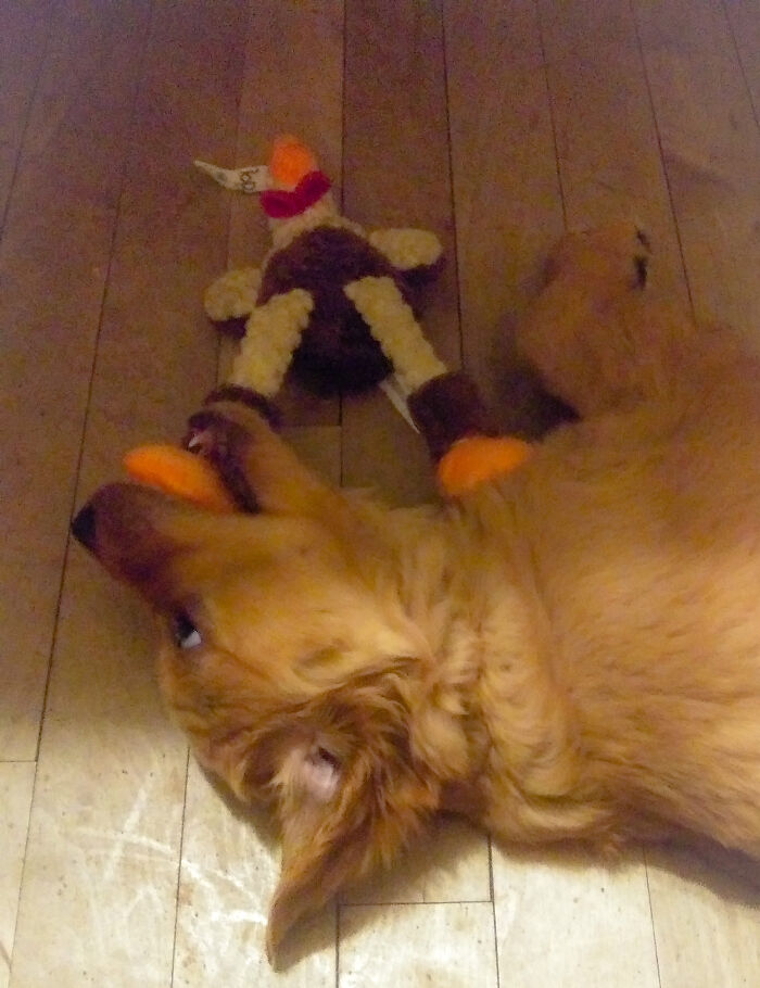 New Puppy, Her Name Is Bouzee.