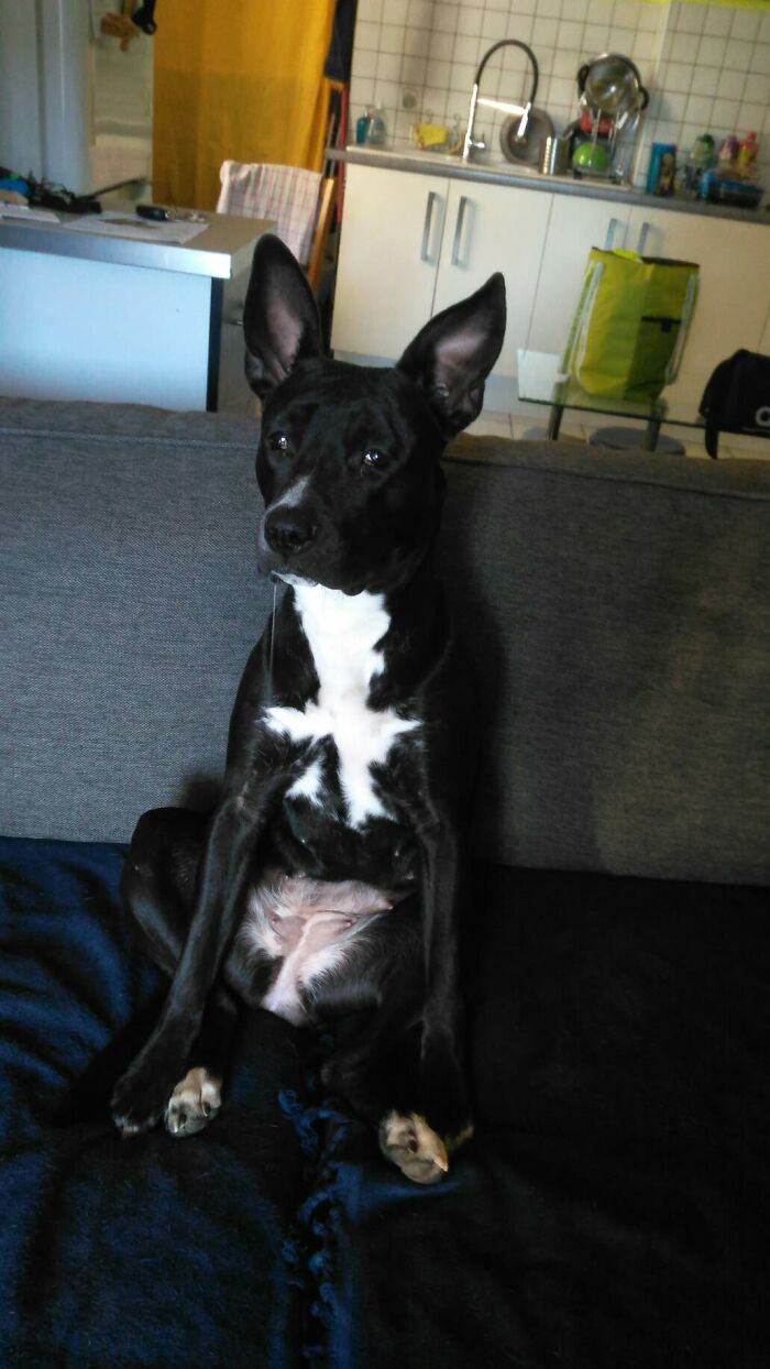 Kuma's Acting Dumb When Being Scolded For Running After A Cat And Dragging Mom On The Ground.