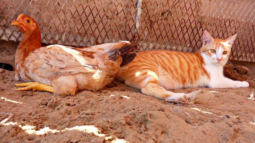 Vietnam's First Farm Sanctuary And Animal Rescue Helps All Kinds Of Animals Who Are Suffering From Cruelty And Neglect Vietnam's First Farm Sanctuary And Animal Rescue Helps All Kinds Of Animals Who Are Suffering From Cruelty And Neglect