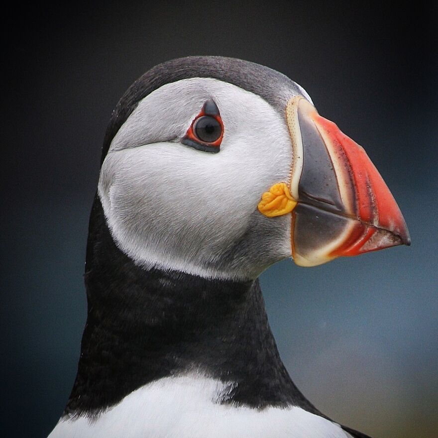 Puffin Close Up