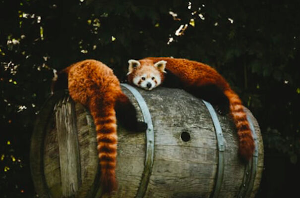 Red Pandas