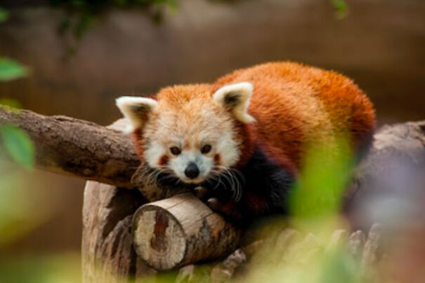Red Pandas