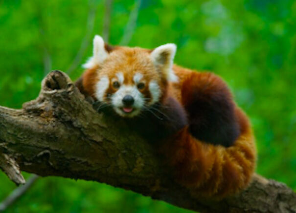Red Pandas