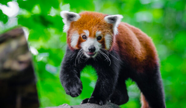 Red Pandas