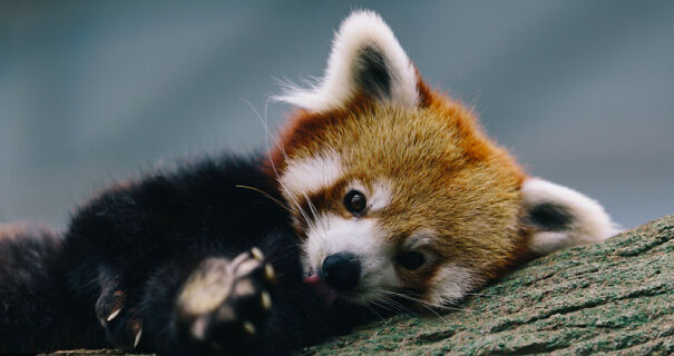 Red Pandas