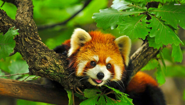 Red Pandas