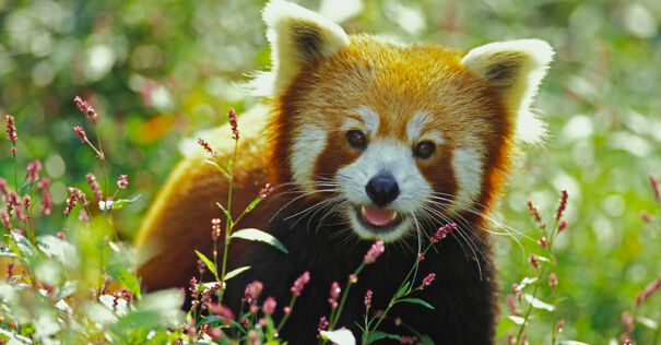 Red Pandas