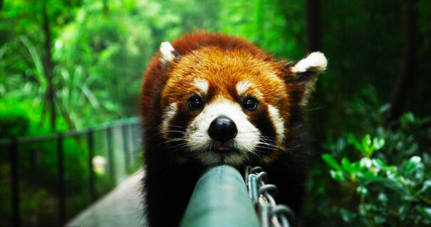 Red Pandas
