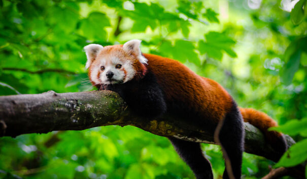 Red Pandas