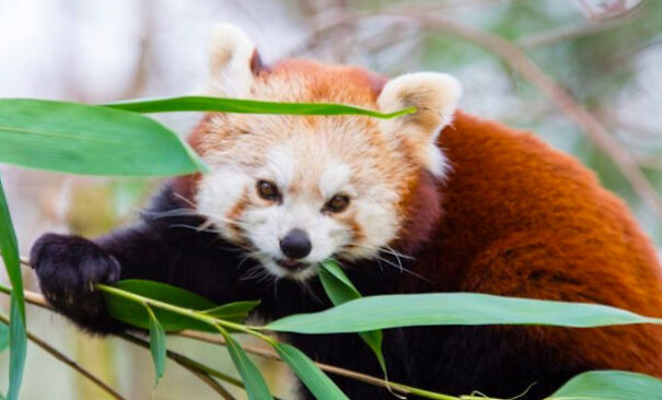Red Pandas