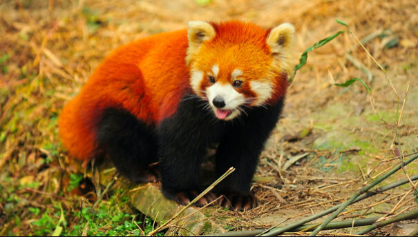 Red Pandas