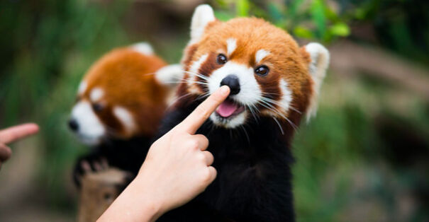 Red Pandas