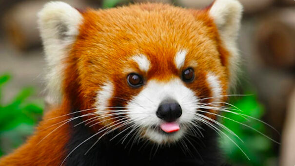 Red Pandas