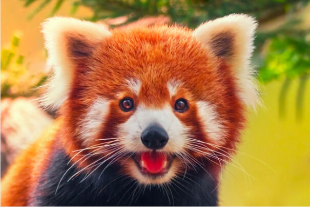 Red Pandas