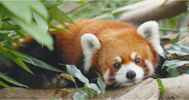 Red Pandas