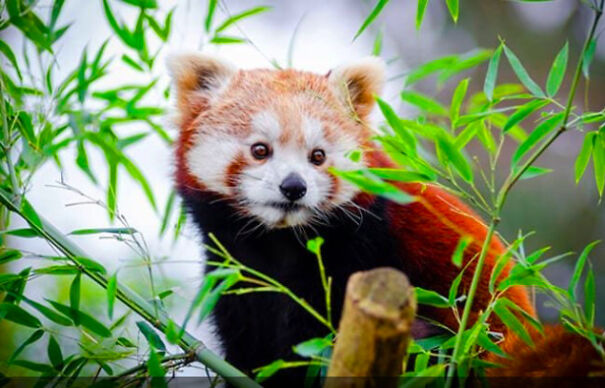 Red Pandas