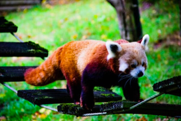 Red Pandas