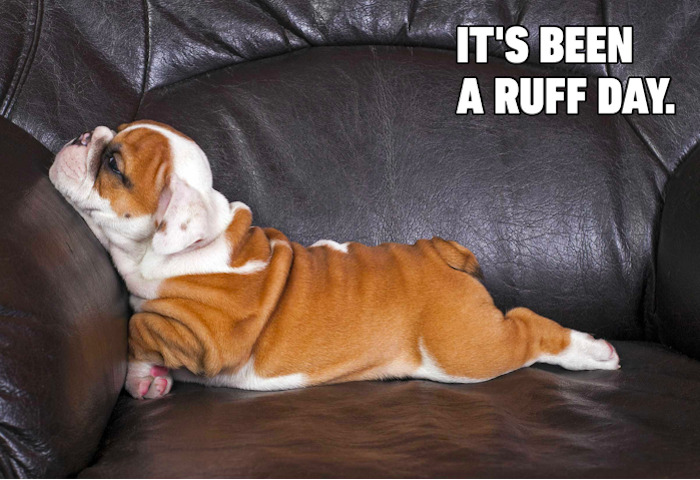 Sleepy bulldog puppy lying on a leather couch with a funny caption about a ruff day in dog memes.