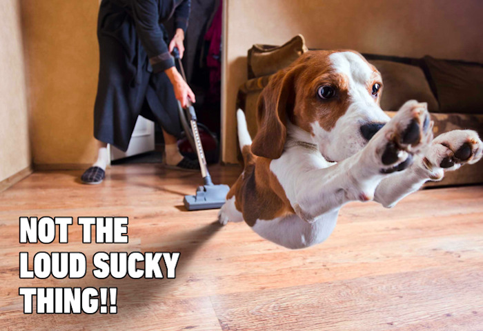 Beagle dog leaping mid-air reacting to a vacuum cleaner with funny dog memes humor on a wooden floor indoors.