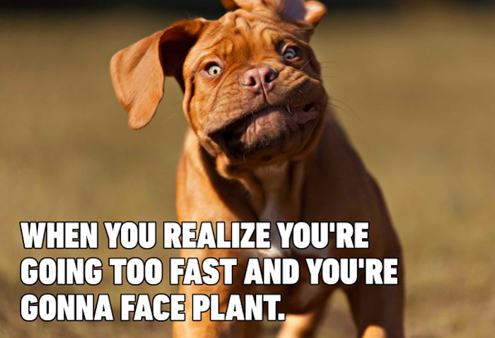 Funny dog meme showing a confused brown dog running fast, capturing a humorous moment for dog memes content.