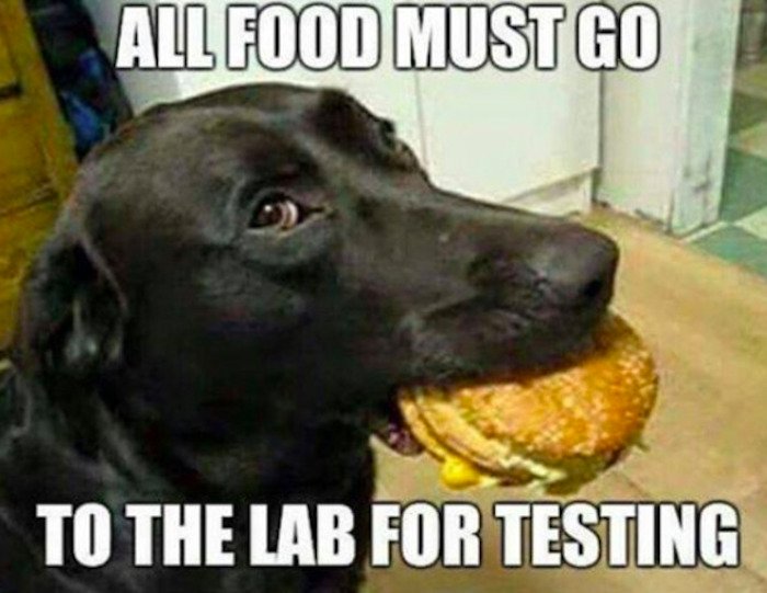 Black Labrador holding a burger in its mouth with a funny caption about food going to the lab for testing in dog memes.