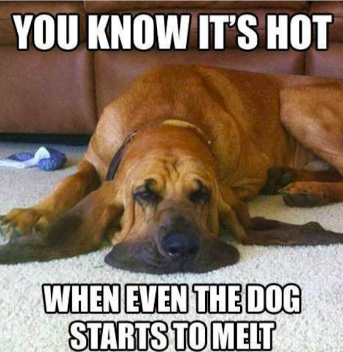 Dat Dog Is Melting