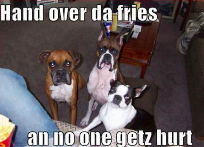 Three dogs with serious expressions sitting indoors, captioned with a funny demand for fries, showcasing dog memes humor.